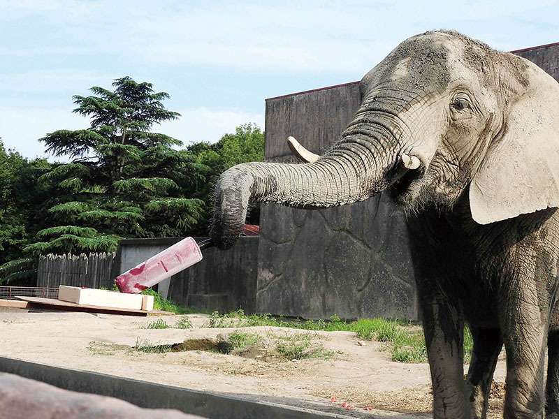 「ゾウさんのもぐもぐアイス」イベントの様子（東武動物公園提供）