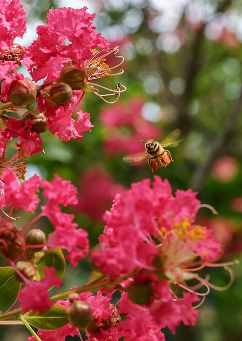 サルスベリの花の間を、忙しく飛び回るミツバチ