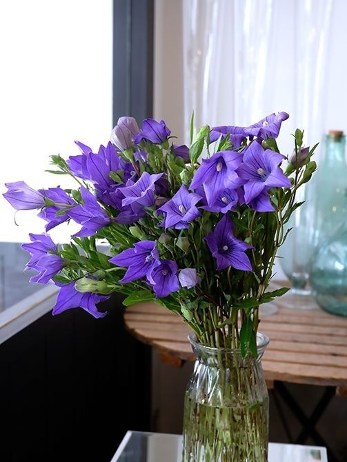 一重のふっくらした花が愛らしいキキョウは、古くから日本で愛されてきた花。美しいブルーのほか白や淡いピンクも涼しげな雰囲気です。また、最近では八重咲きのキキョウも出回っています。