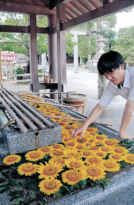 花手水の様子を見る髙桑さん＝高岡市の射水神社