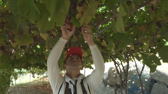 ブドウを収穫する志賀隆太さん　高松市東植田町