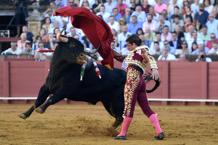 スペイン・セビリアのセビリア闘牛場で牛をいなす闘牛士のフリアン・ロペス（2023年10月1日撮影）。