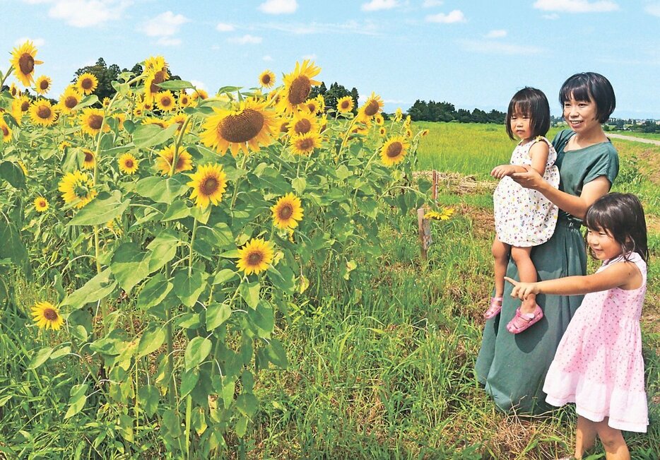 見頃を迎えたヒマワリ＝富山市万願寺