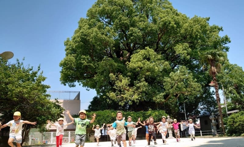 山王神社の被爆クスノキ前で遊ぶ子どもたち（山王保育園提供、２０２１年夏ごろ撮影）