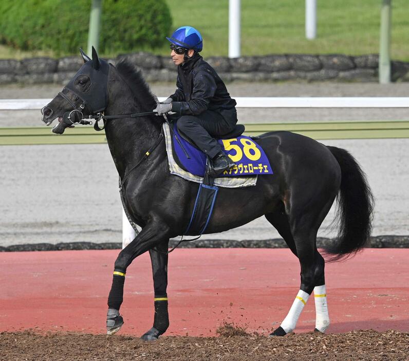 　３年ぶりの重賞制覇に挑むステラヴェローチェ