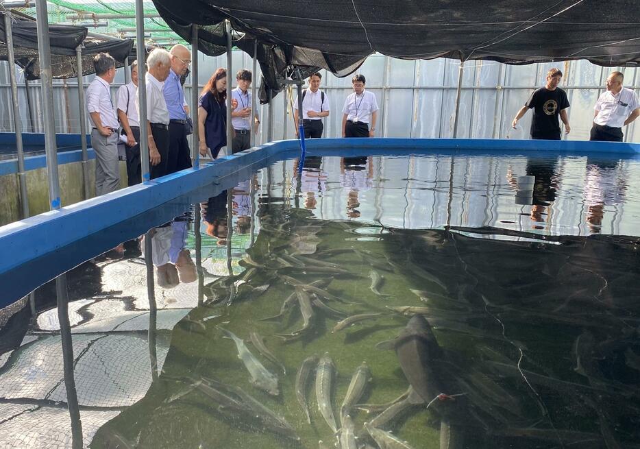 CavLuckがチョウザメを飼育している水槽を視察する人たち＝20日、飯田市