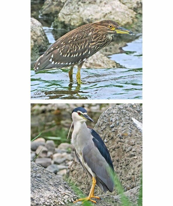 右会津川で餌を探すゴイサギの幼鳥、下は成鳥（和歌山県田辺市秋津町で）