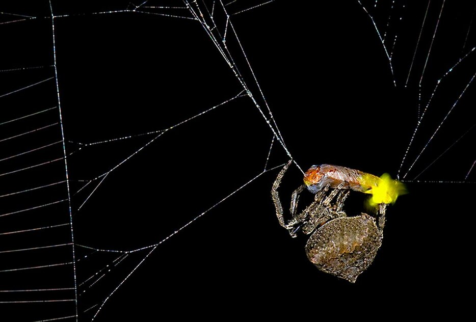 オニグモ（Araneus ventricosus）の網にかかったオスのホタル。オニグモは、ホタルが交尾相手を見つけるために使う生物発光のシグナルを操作できるのではと、研究者たちは考えている。（Photograph by Xinhua Fu）