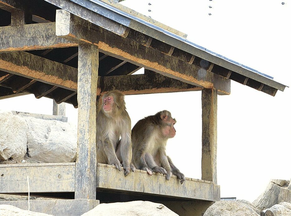 あずまやで涼む大人猿。「あ～涼しい」と声が聞こえそう