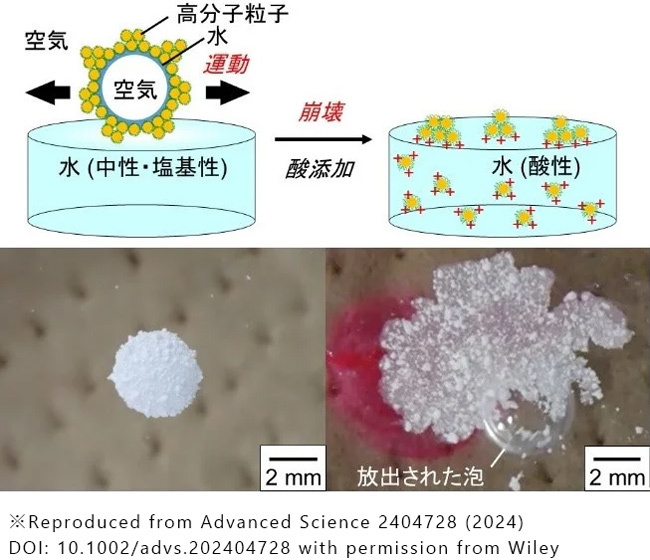 今回の研究成果を図にしたもの。酸性にすることで高分子粒子がシャボン玉の表面からはずれ、中の空気が飛び出す（大阪工業大学提供）