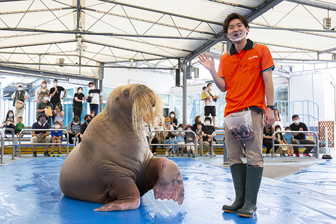 海獣のショーは必見﻿