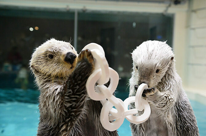 鳥羽水族館のラッコ