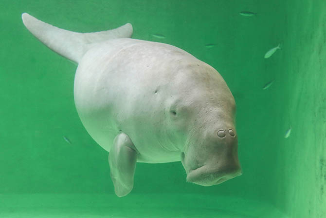 日本国内で見られるのは鳥羽水族館だけ