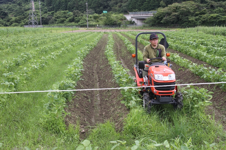 超幅狭仕様のトラクターで中耕・培土をする菊池さん＝兵庫県丹波市青垣町西芦田で