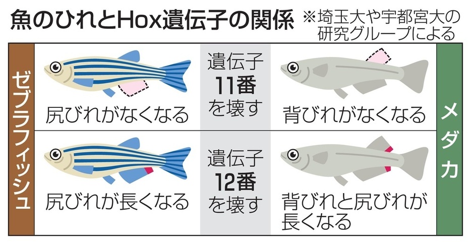 魚のひれとHox遺伝子の関係