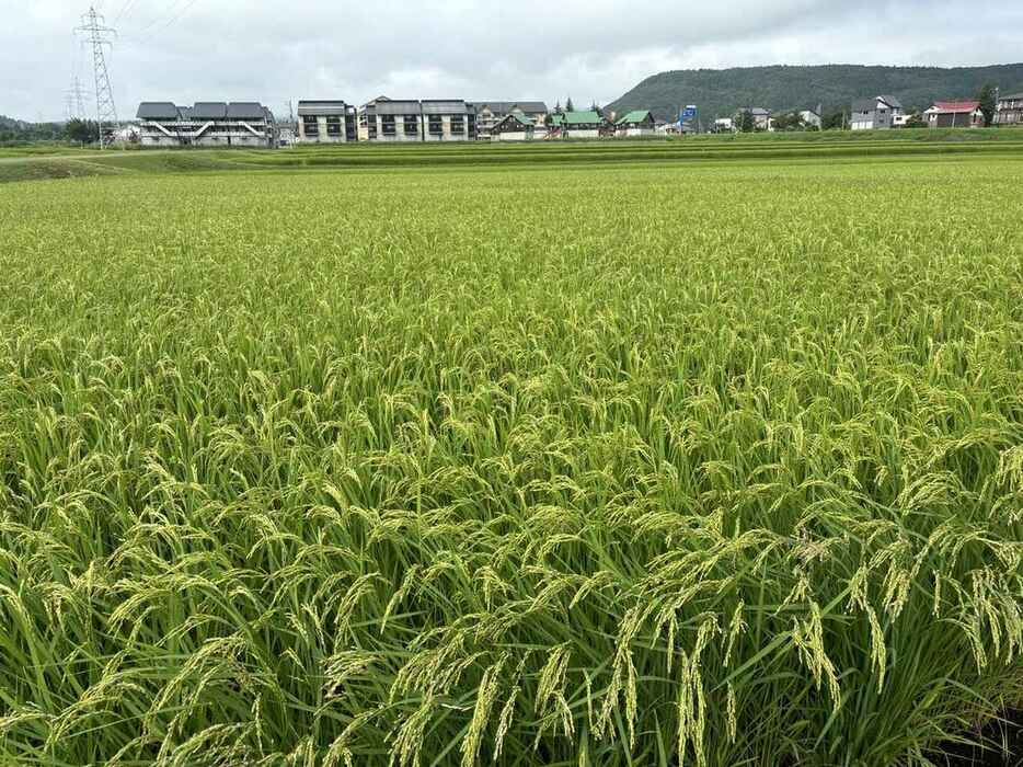 松ケ峯に着く3キロ手前に広がる稲田