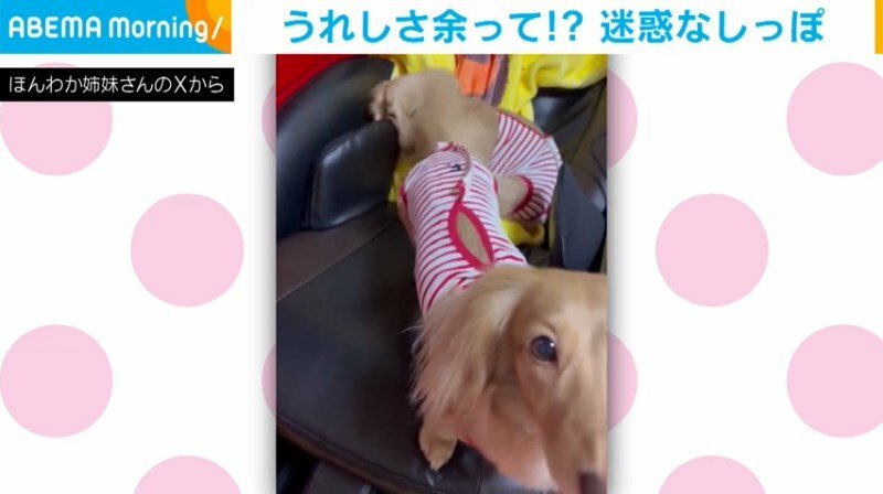 ミニチュアダックスの妹犬・麗來ちゃん（6歳）、カニンヘンダックスの姉犬・來優ちゃん（9歳）