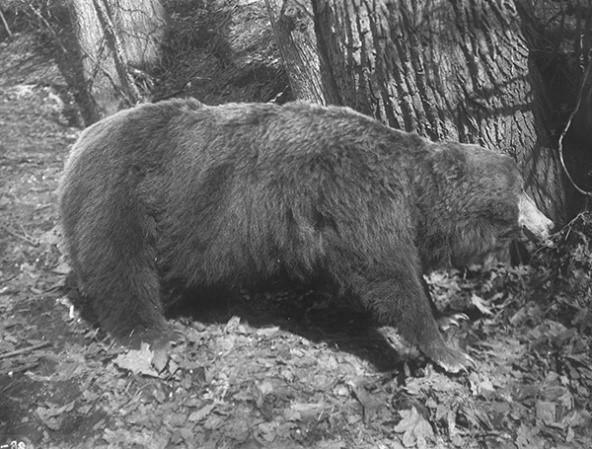 丘珠事件のクマのはく製（提供 北海道大学植物園・博物館）