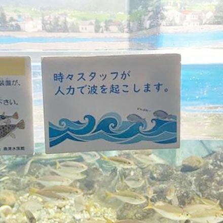 「時々スタッフが人力で波を起こします」と書かれた貼り紙＝魚津水族館提供