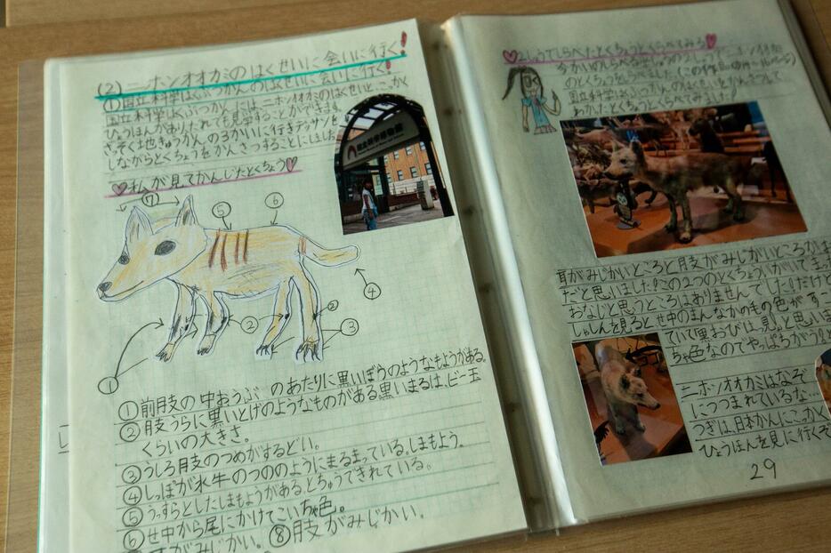 小2のレポートで、国内外にある4体のニホンオオカミの標本について調べ、絵や文章で特徴をまとめていた