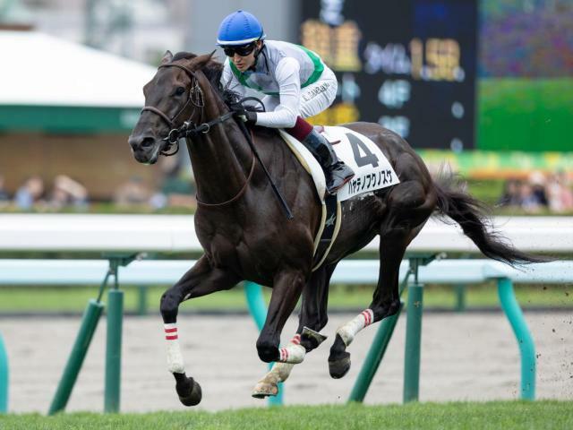 2連勝を狙うハヤテノフクノスケ(今年8月撮影、ユーザー提供：まどかさん)