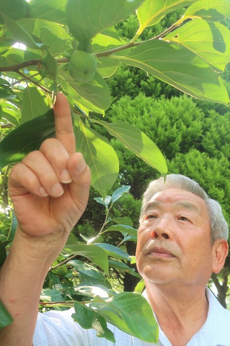 今年初めて実をつけた被爆２世柿の実（守山市石田町・守山市民運動公園）