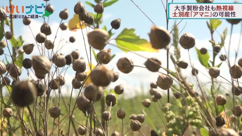 （写真：テレビ北海道）