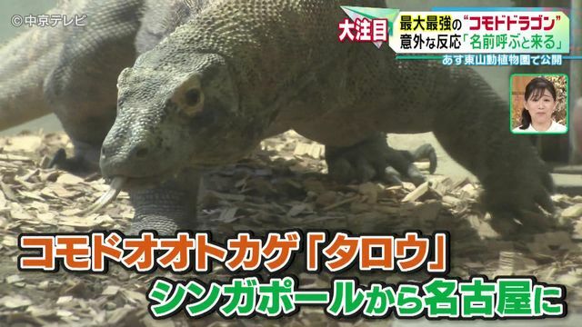 中京テレビNEWS