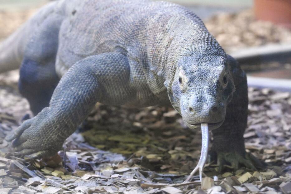 名古屋市の東山動植物園で報道陣に公開されたコモドオオトカゲの雄の「タロウ」＝22日午前