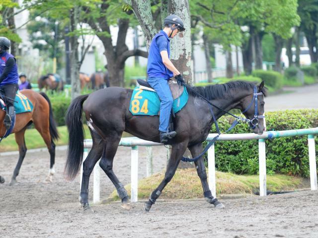 今週デビュー予定のマスカレードボール(撮影：竹之内元)