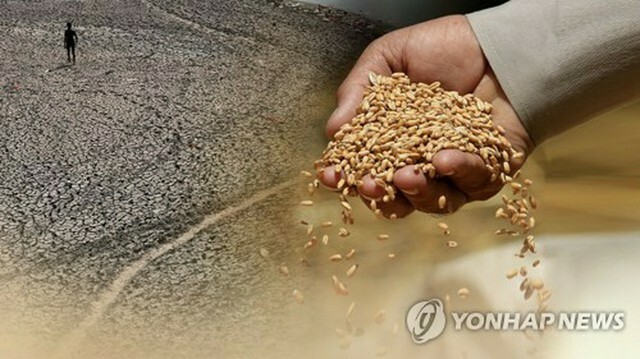 韓経協は、韓国が主要穀物の90％以上を輸入に依存していると指摘した＝（聯合ニュースTV）