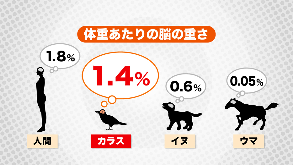 カラスの脳の重さは…人間に近い？