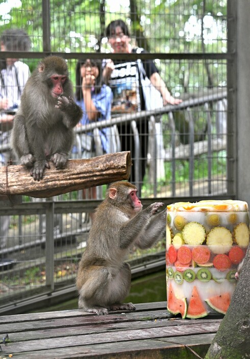 凍らせた果実や野菜を味わうニホンザル＝8月12日、福井県の福井市足羽山公園遊園地