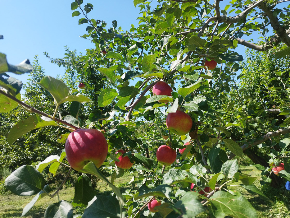 りんごの旬は一般的に冬ですが、品種によって夏頃から出回るものも。夏の筆者は主に、りんごで作る酒「シードル」を消費しています