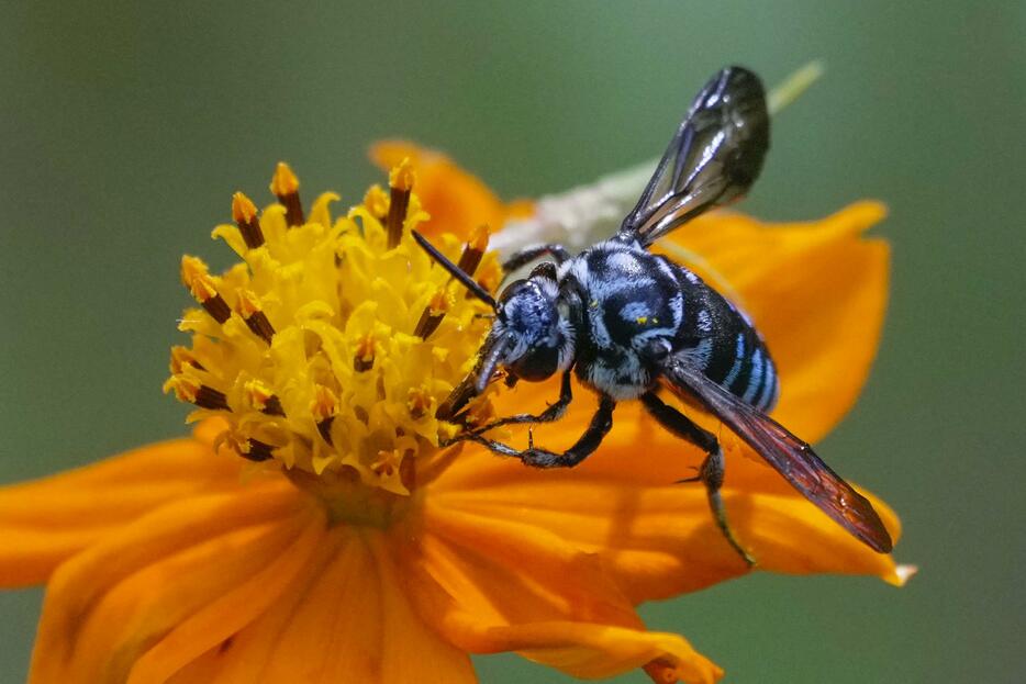 長寿寺の花畑に飛来したルリモンハナバチ＝26日、滋賀県湖南市