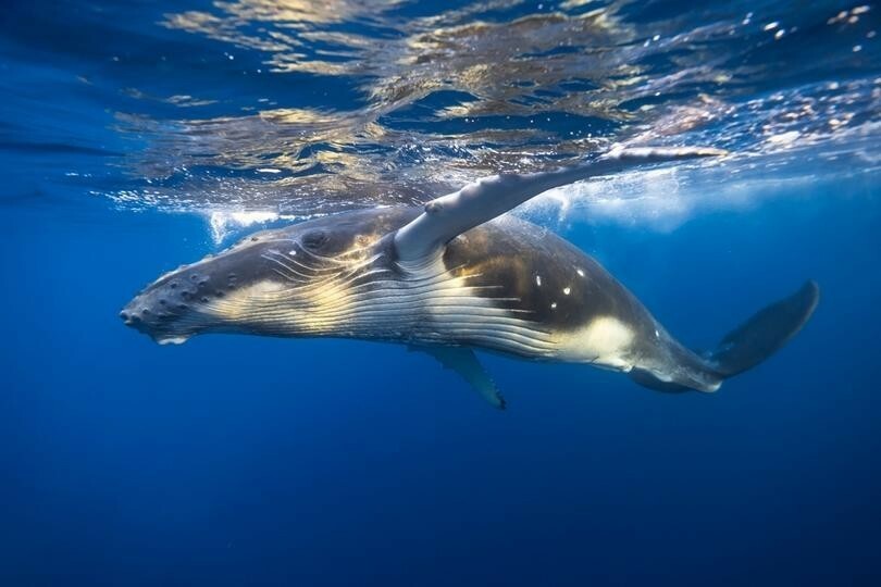 ザトウクジラの豪快な食事法「気泡で網を作って獲物を一気に食べてます」