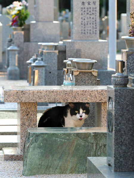 「今年も『お盆』がやってきたのニャ♪　お供え物を持った下僕たちがたくさん来るからニャ……ここで隠れて待ち伏せてお供え物をネコそぎいただくのニャ♪」