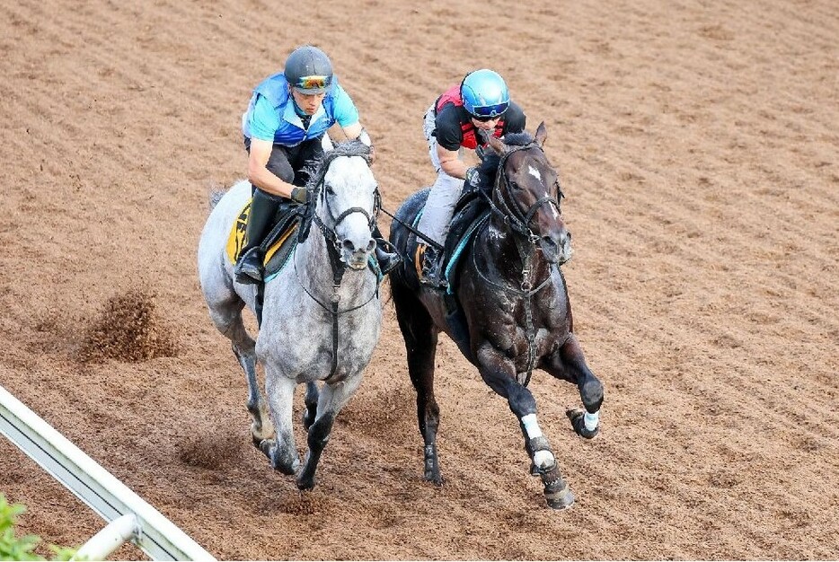 先行馬の中でイチ押しは前走内容が秀逸だったロジアデレード(右)