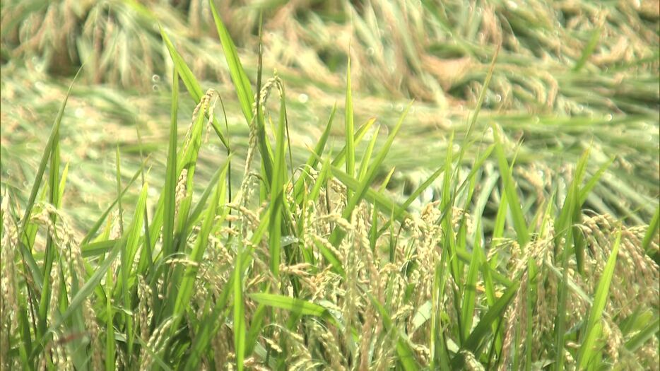 雨の影響で倒れた稲