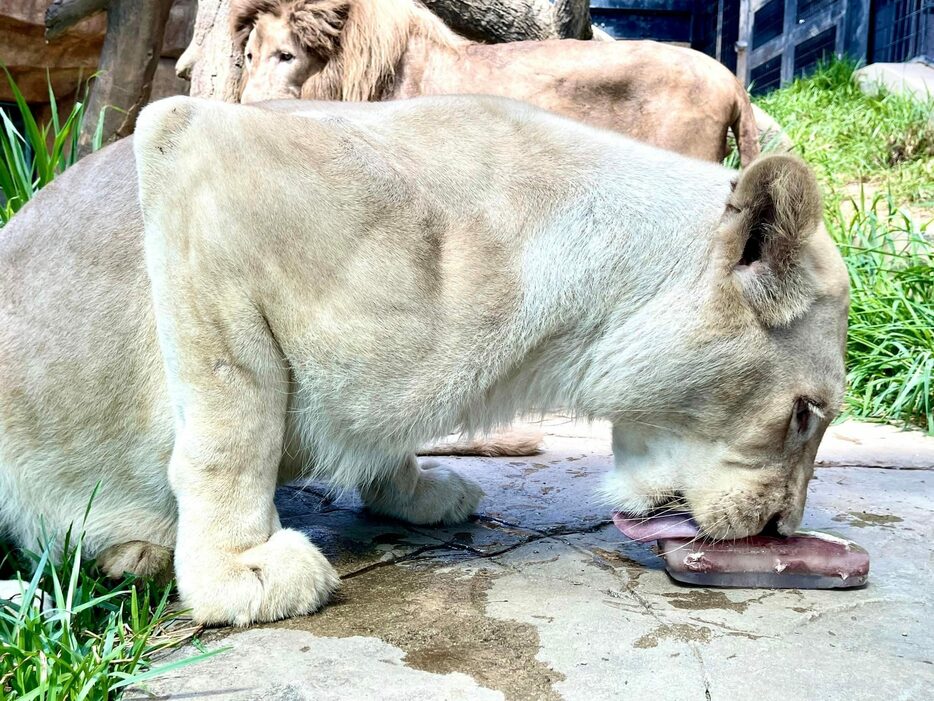 餌を独占するホワイトライオンのリズム＝7月15日、沖縄こどもの国