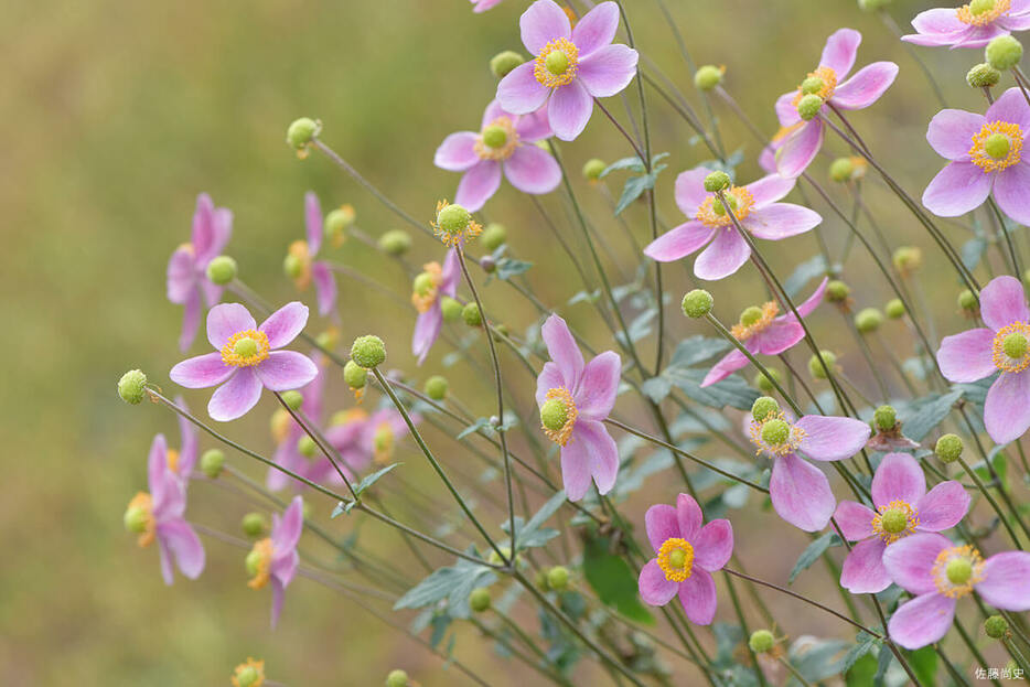 この花色は高性種ならでは。（写真提供／佐藤尚史）