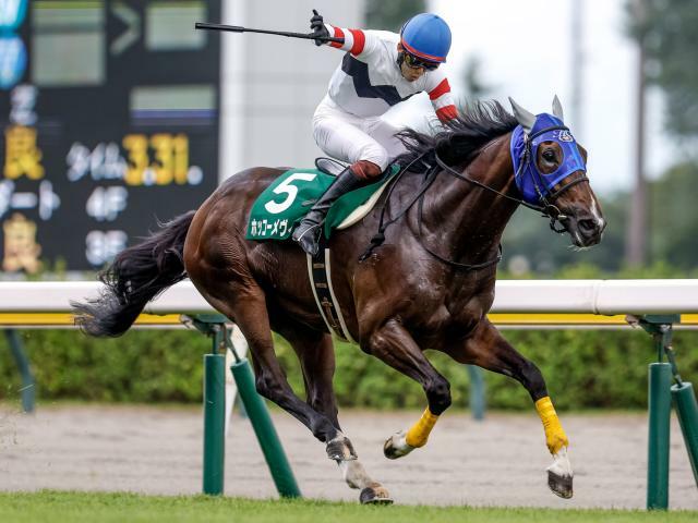 障害重賞4勝のホッコーメヴィウスは2枠2番(撮影：下野雄規)