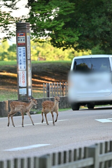 どうか奈良公園周辺では速度を落して慎重に運転して下さるように（川地さん提供）