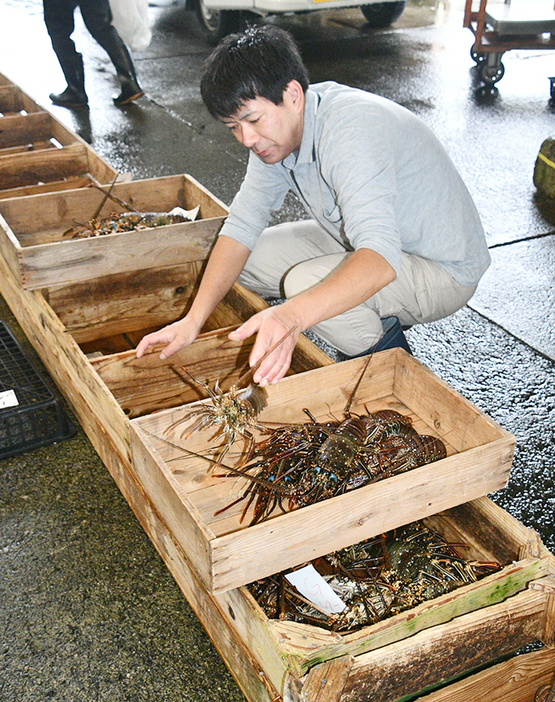 漁が解禁され、水揚げされたイセエビ＝21日、鹿児島県奄美市の名瀬漁協