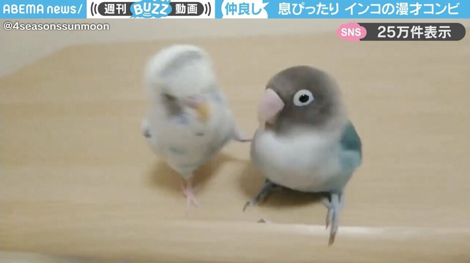 セキセイインコとボタンインコ