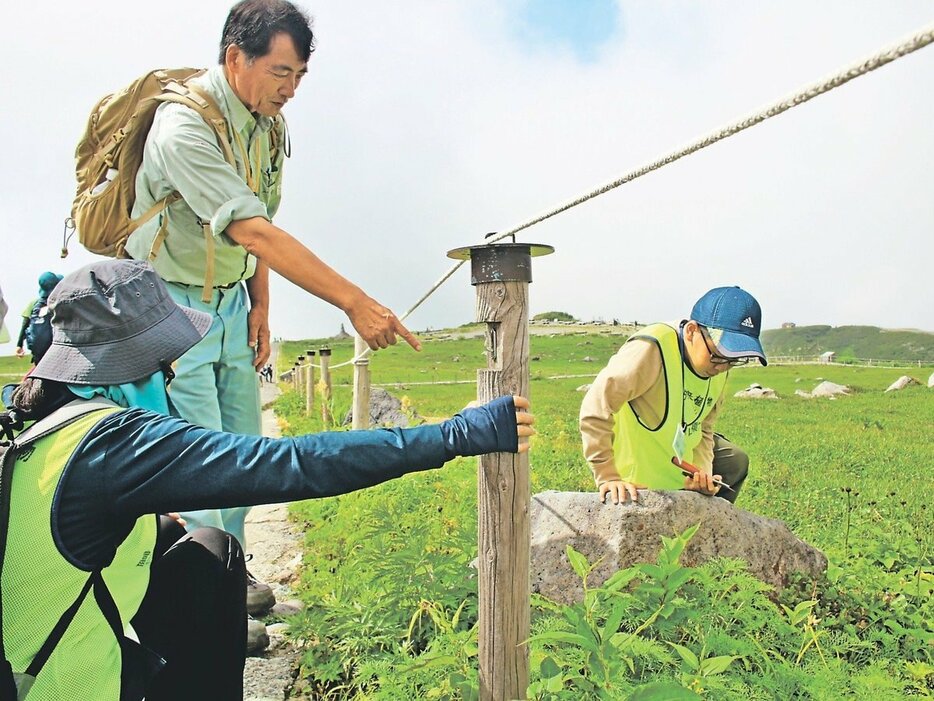 大宮副理事長（左奥）の指導を受けながら外来植物を除去するボランティア＝立山・室堂