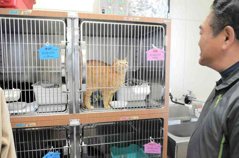 猫と犬は1匹ずつケージや部屋に入れられ、個体管理されている＝3月、宇城市