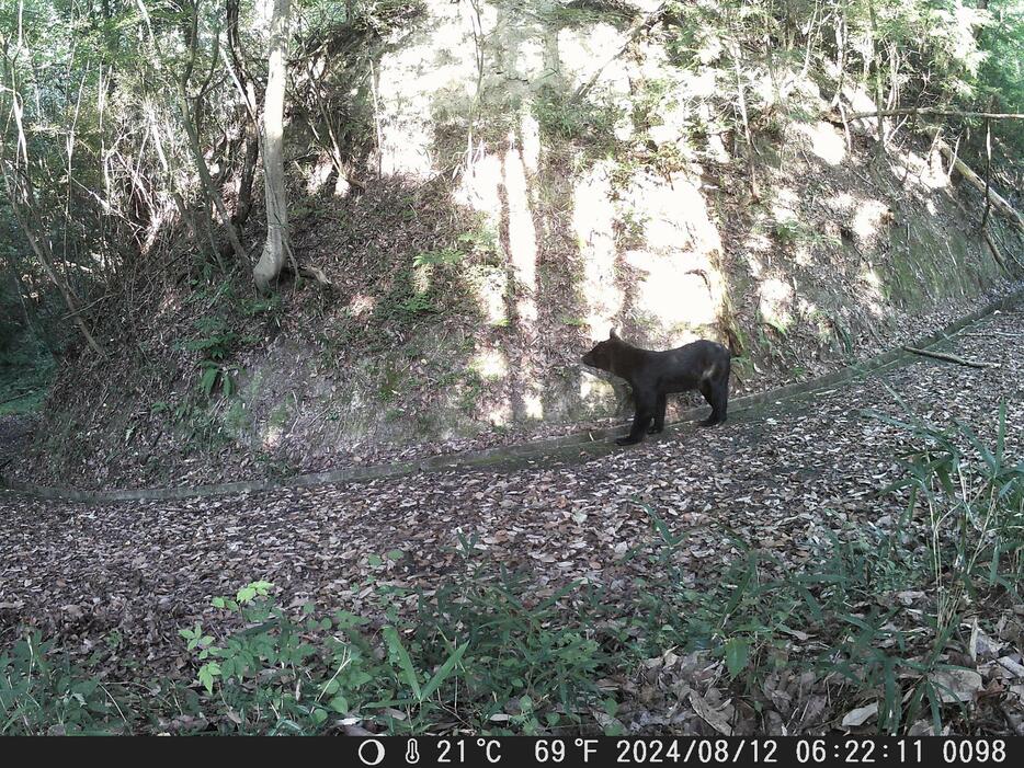 安佐動物公園に出没したツキノワグマ（同園提供）