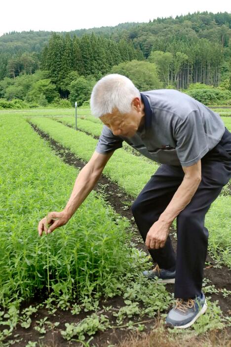 とんぶりの畑で苗木の様子を見る本間均さん＝6月、秋田県大館市