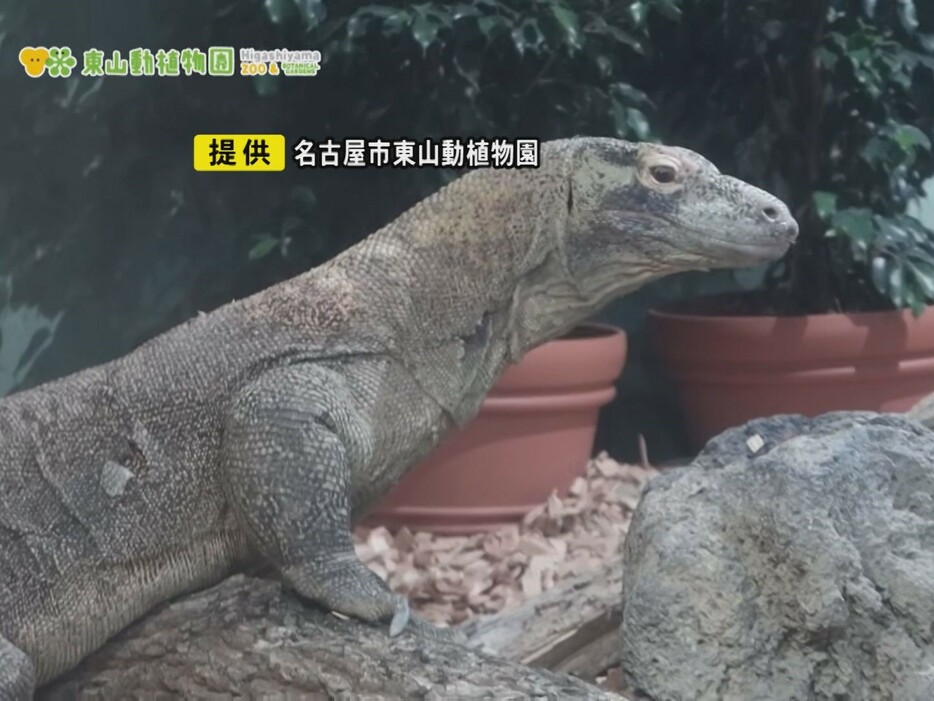 コモドドラゴンの「タロウ」 画像:名古屋市東山動植物園提供